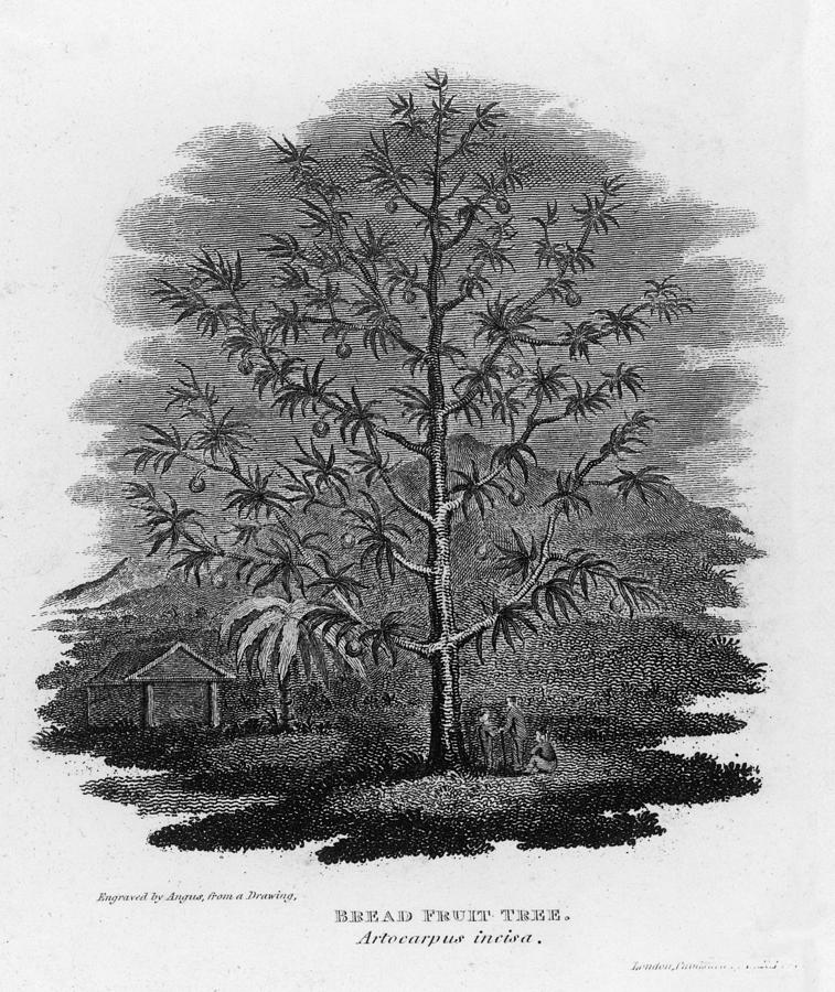 Breadfruit Tree (artocarpus Incisa) Drawing by Mary Evans Picture