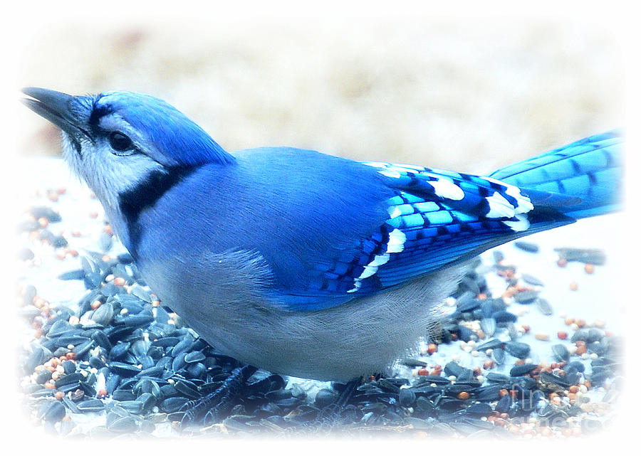  Bright Blue Jay  Photograph by Peggy Franz