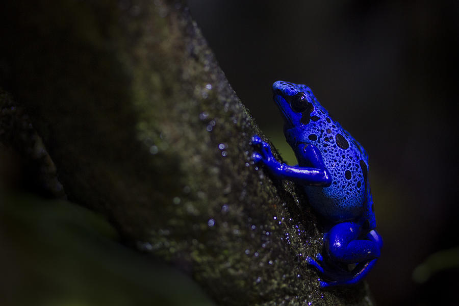Animal Photograph -  Brilliant Blue by Windy Corduroy