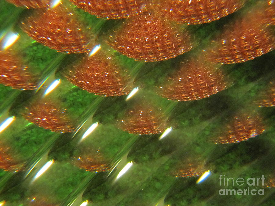 Sea Glass Photograph -  Brilliant Green Abstract 5 by Tara  Shalton
