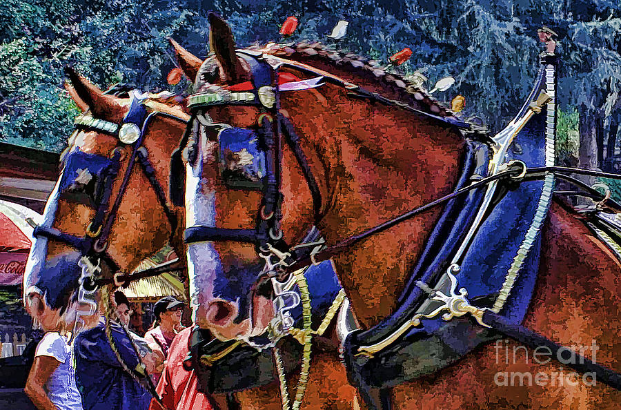  Budwieser Clydesdale Photograph by Tommy Anderson
