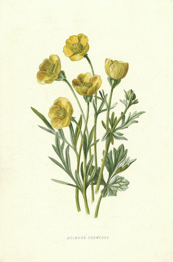 Bulbous Crowfoot (buttercup) Drawing by Mary Evans Picture Library