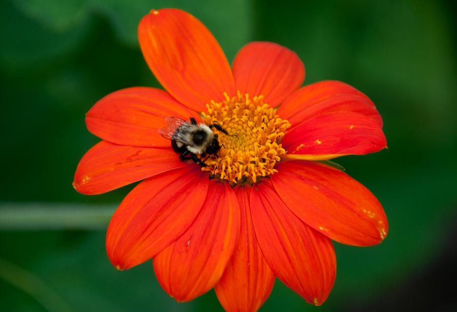  Bumblebee On Flower Photograph by John Black