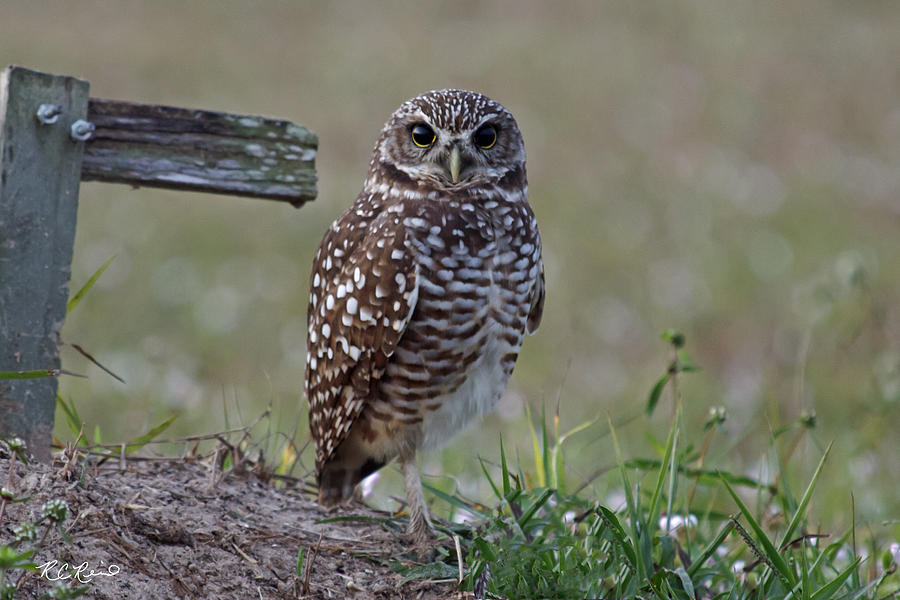  Burrowing Owls - Watching You 3 Photograph by Ronald Reid