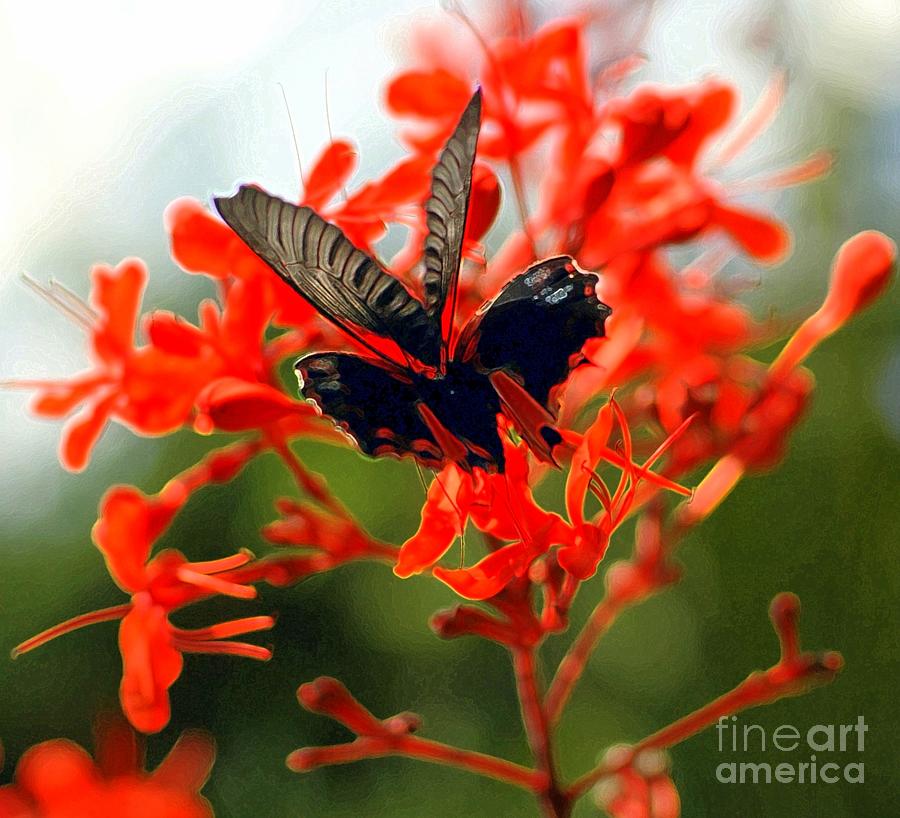 Butterfly Photograph -  Butterfly Dance by Kathleen Struckle