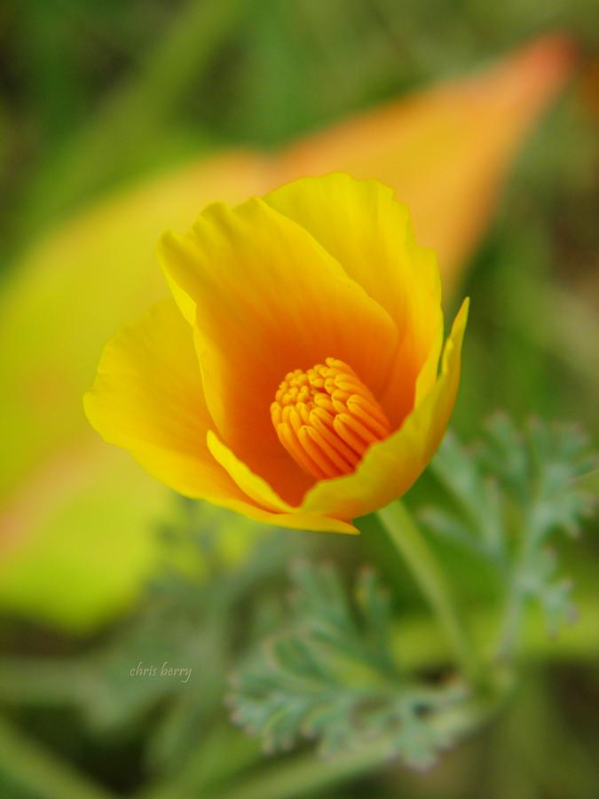  California Poppy in Autumn  Photograph by Chris Berry