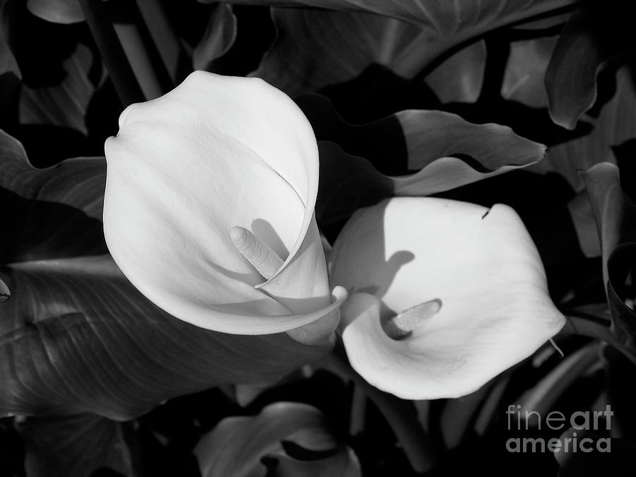 Flower Photograph -  Calla Lilies BW 1 by David Doucot