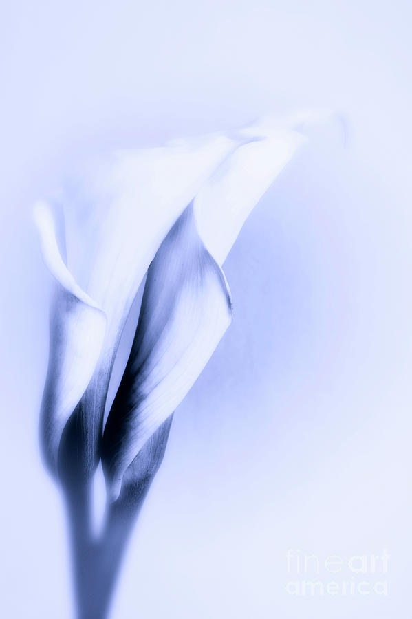 Lily Photograph -  Calla Lilies in blue by Linda Matlow