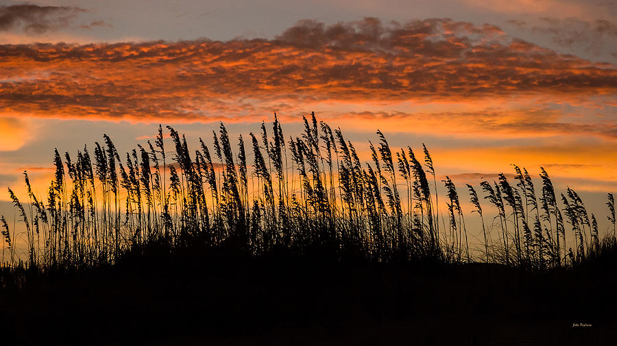  Cape Hatteras sea oats at dawn. Photograph by John Pagliuca