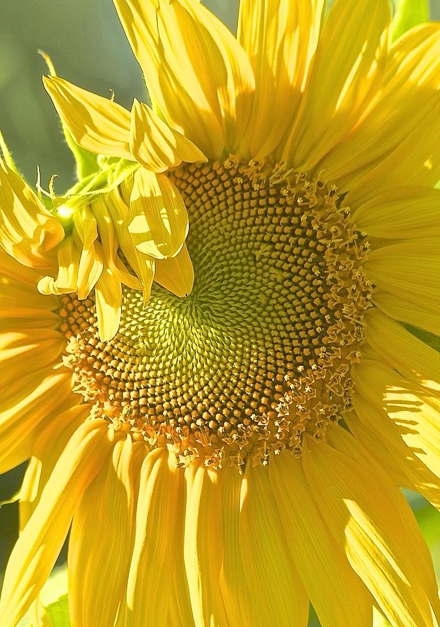  Carols sunflower Photograph by Gillis Cone