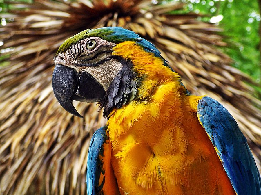 Parrot Photograph -  CaRRRibbeans by Liudmila Di