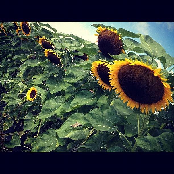 Sunflower Photograph - Sunflowers by Cassie Sobers
