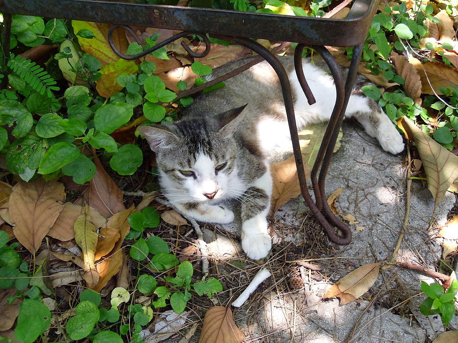   Cat Resting Under Bench Photograph by Trudy Brodkin Storace