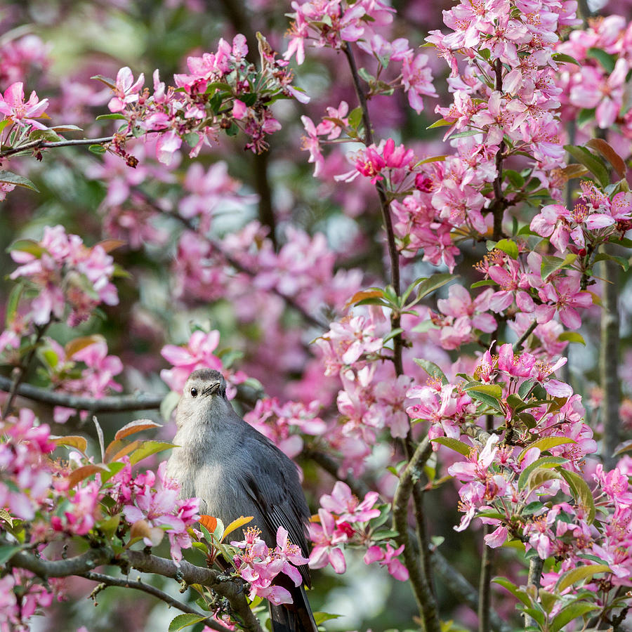 Spring Photograph -  Catbird In A Pear Tree Square by Bill Wakeley