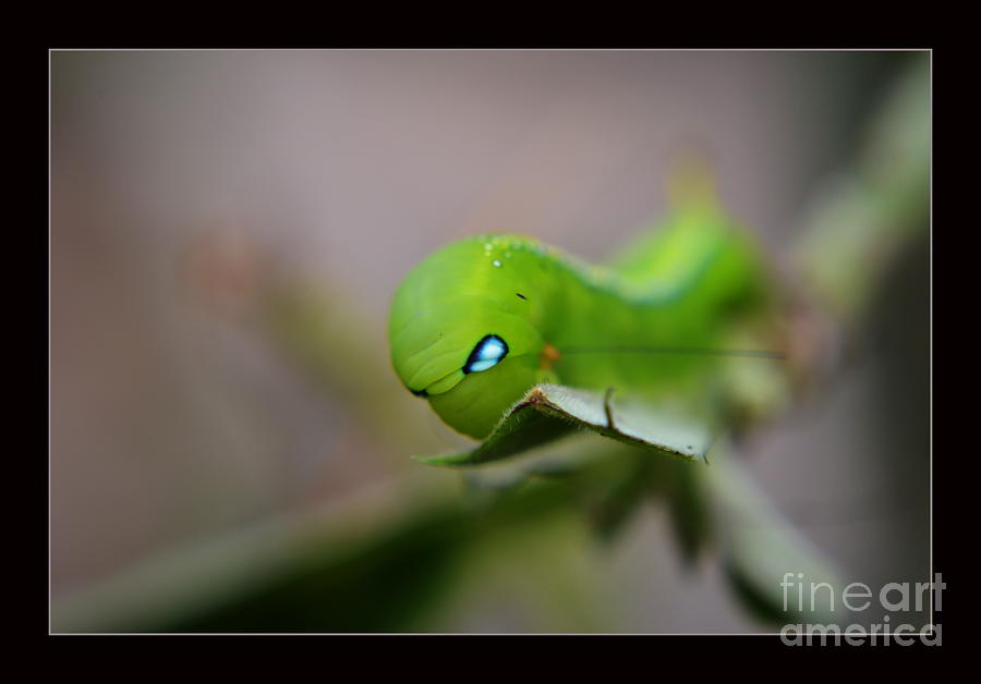  Caterpillar Photograph by Michelle Meenawong
