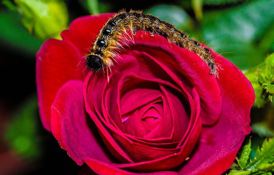  caterpillar on a Rose Photograph by Gerald Kloss