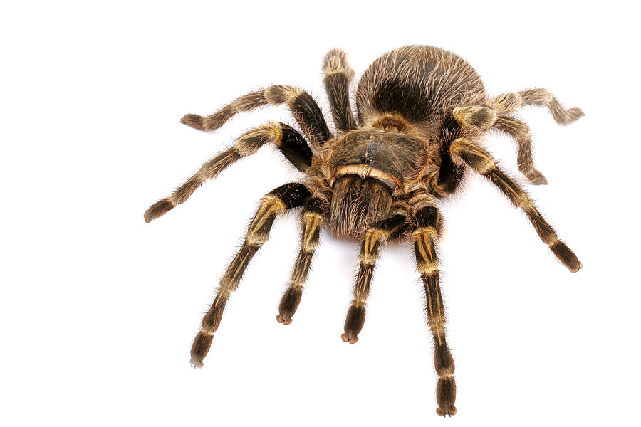 Chaco Golden Knee Tarantula Photograph by John Bell