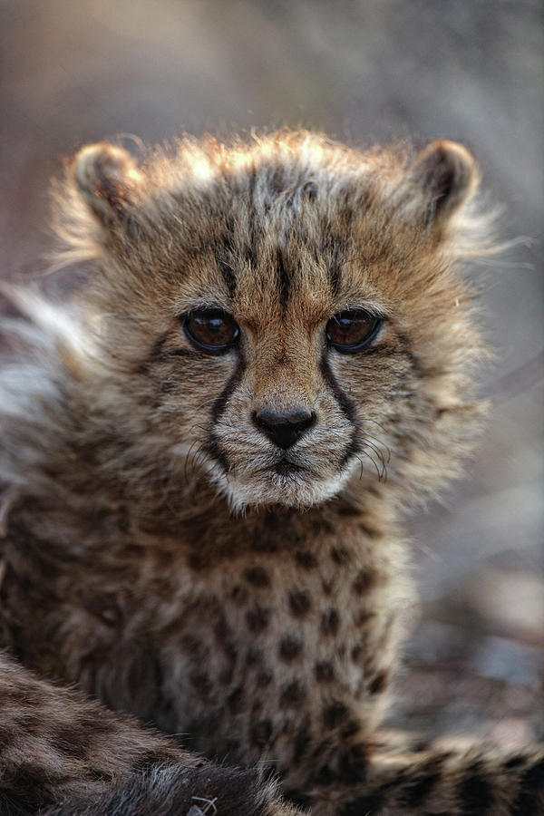 Cheetah Acinonyx Jubatus, Etosha Photograph by David Santiago Garcia ...