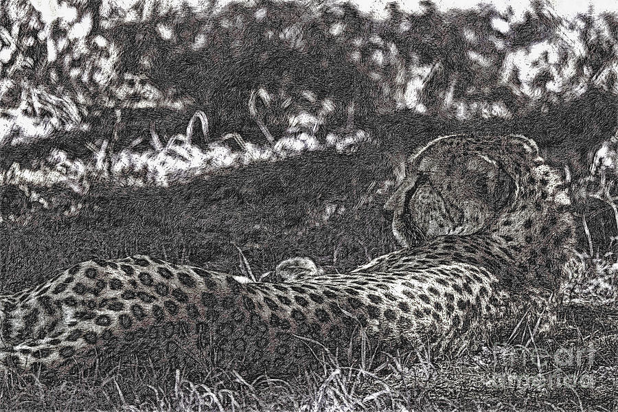  Cheetah-Black and White Photograph by Douglas Barnard