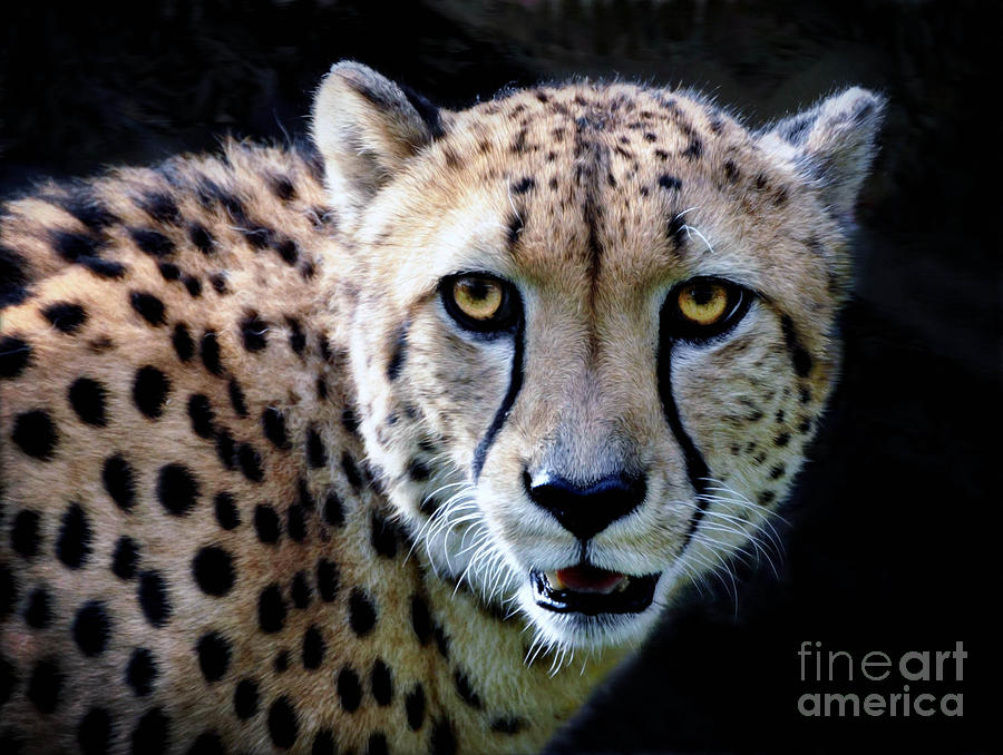  Cheetah #2 Photograph by Savannah Gibbs