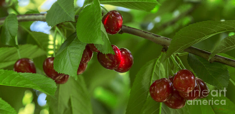  Cherries in Tree Photograph by Iris Richardson