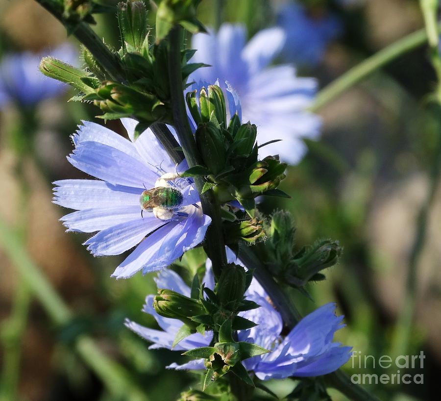  Chicory Blue  Photograph by J L Zarek