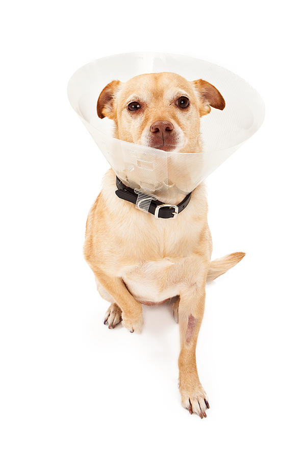  Chihuahua Mix Dog With Cone  Photograph by Good Focused