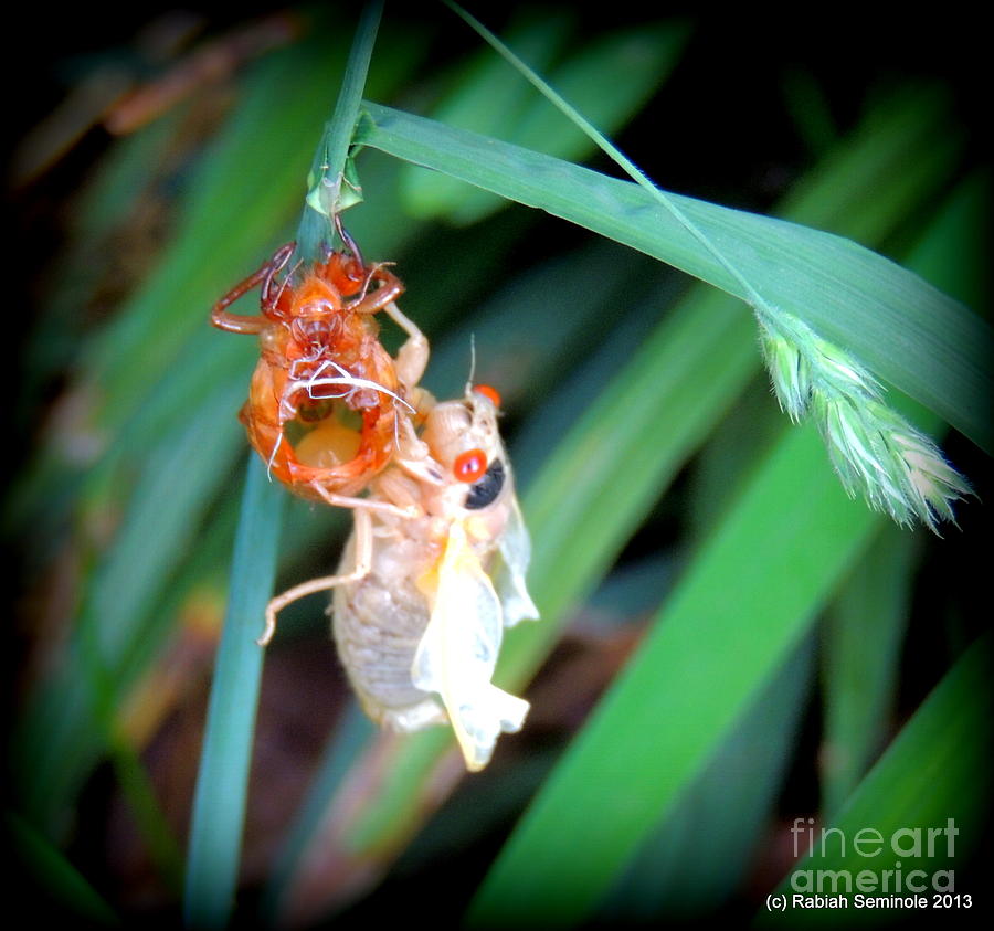  Cicada Coming Out Photograph by Rabiah Seminole