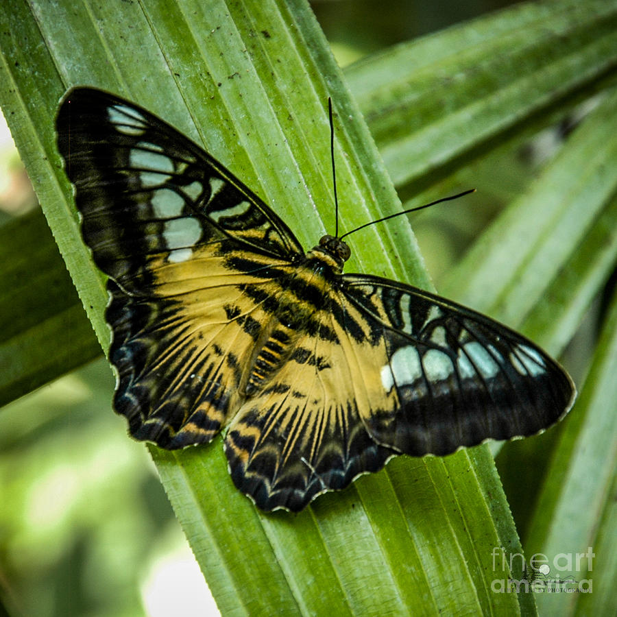  Clipper Butterfly Photograph by Ronald Grogan