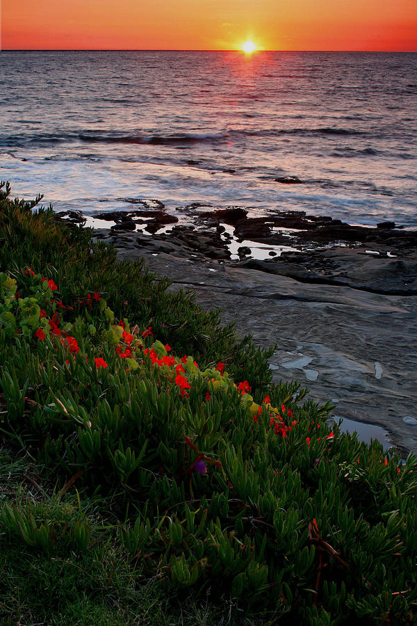  Coastal Flower Sunset Photograph by Scott Cunningham