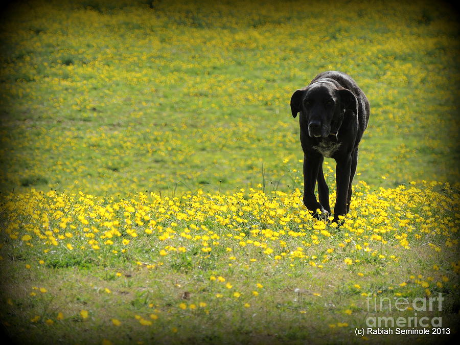  Cody in black and yellow Photograph by Rabiah Seminole