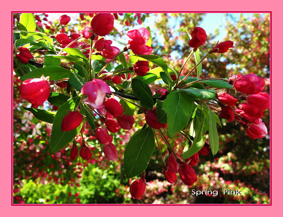 Landscape Photograph -  Colour Me the Seasons--Spring Pink by Jennifer Schwab