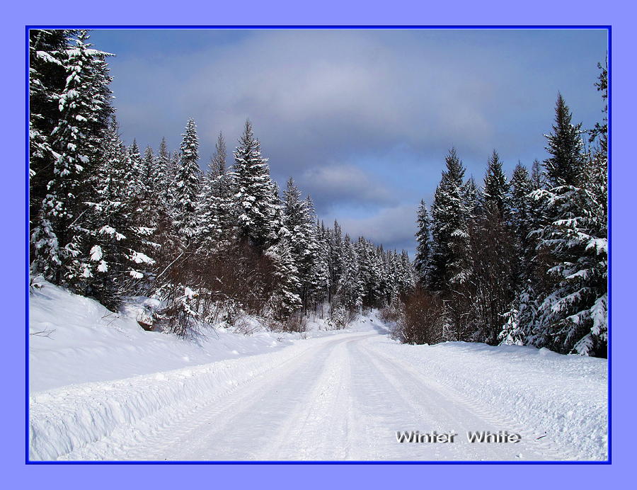 Landscape Photograph -  Colour Me the Seasons--Winter White by Jennifer Schwab