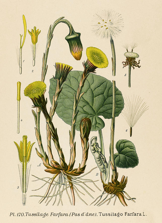 Coltsfoot Date Late 19th Drawing by Mary Evans Picture Library