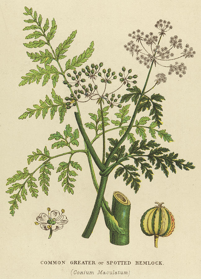 Common, Greater Or Spotted Hemlock Drawing by Mary Evans Picture