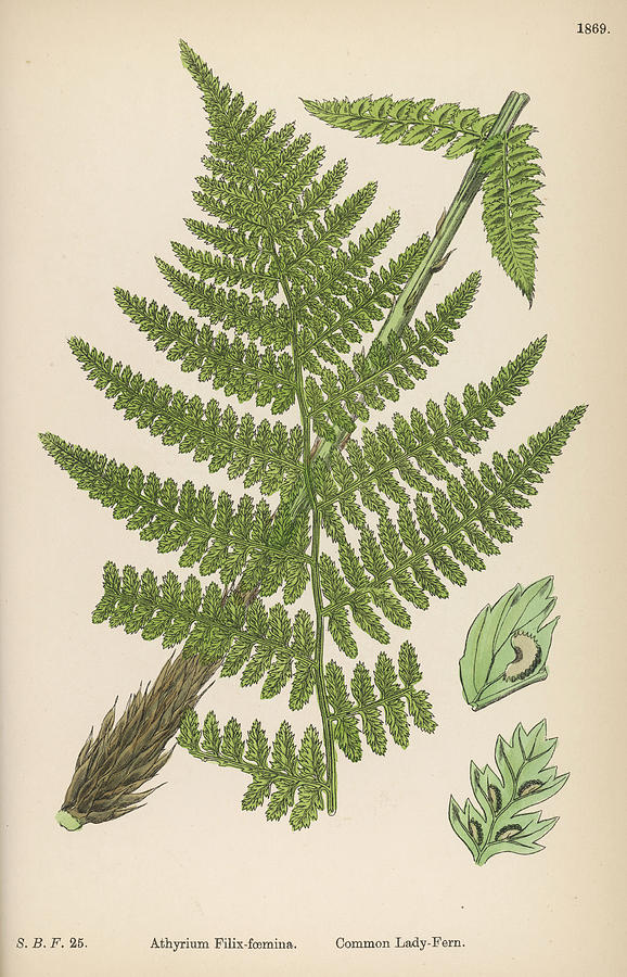 Common Ladyfern Date 1863+ Drawing by Mary Evans Picture Library