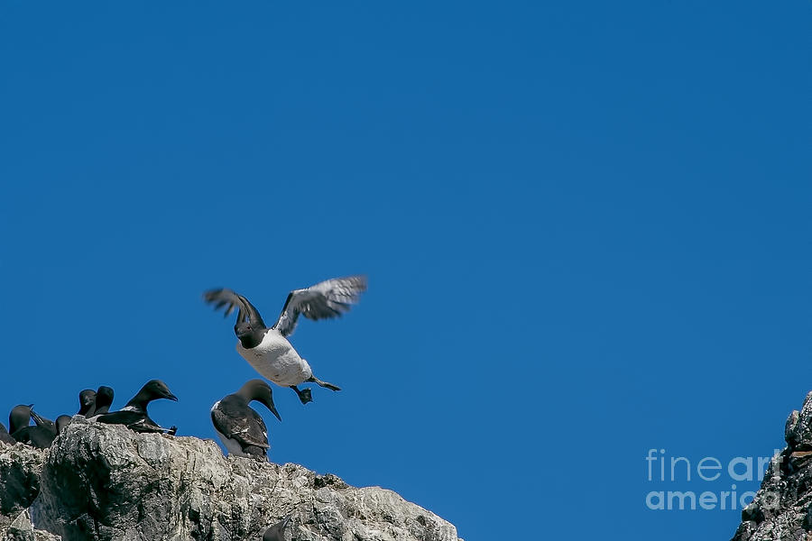  Common Murres flying Photograph by Dan Friend
