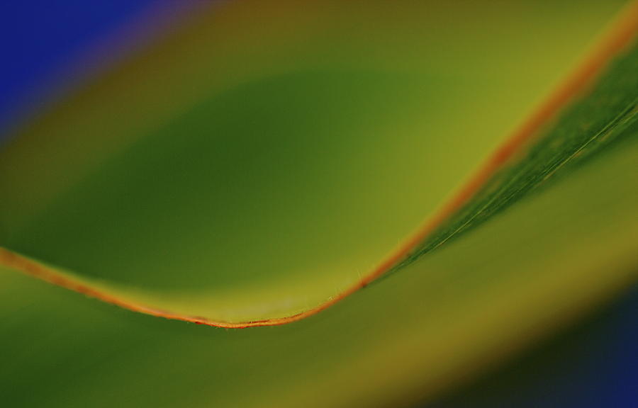  Corn Leaf Abstract Photograph by Catia Juliana