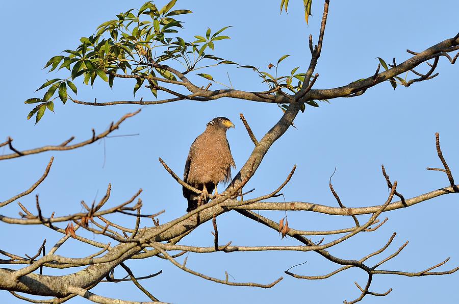  Crested Serpent Eagle Photograph by Fotosas Photography