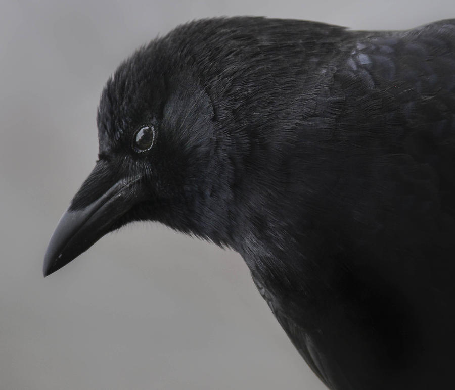  Crow Mother - In Winters Gray Photograph by Rae Ann  M Garrett