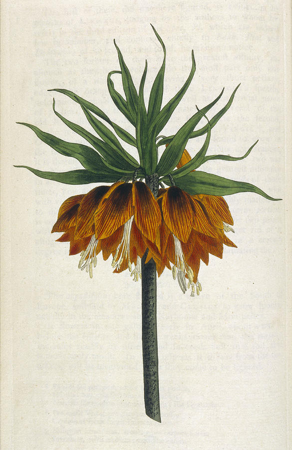 Crown Imperial Date 1792 Drawing by Mary Evans Picture Library - Fine ...