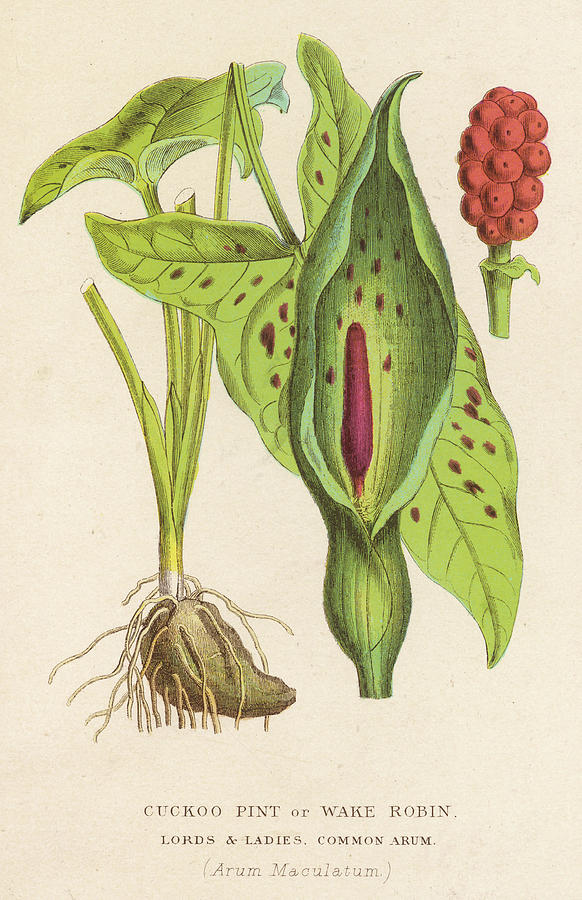 Cuckoo Pint, Or Wake Robin, Or Lords Drawing by Mary Evans Picture ...