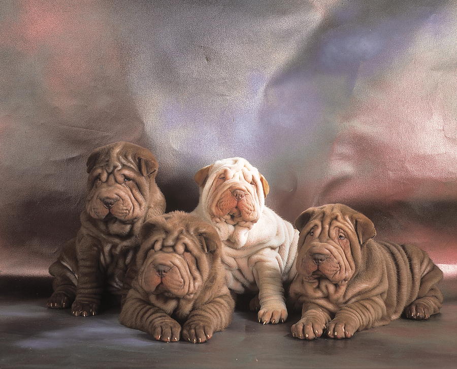 are chinese shar pei puppies lazy