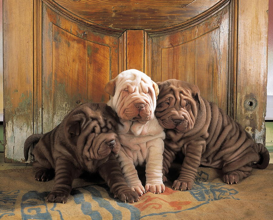 Cute Shar Pei Puppies In Bed Photograph 