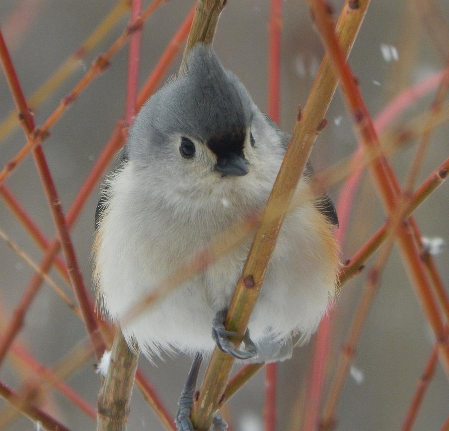  Cute Tufted Titmouse Photograph by Judy Genovese