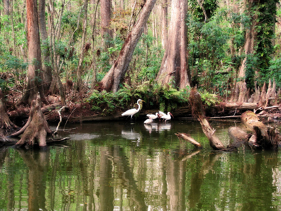  Cypress Swamp  Photograph by Peggy Urban