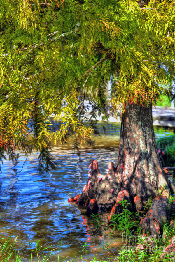  Cypress Tree Photograph by Savannah Gibbs