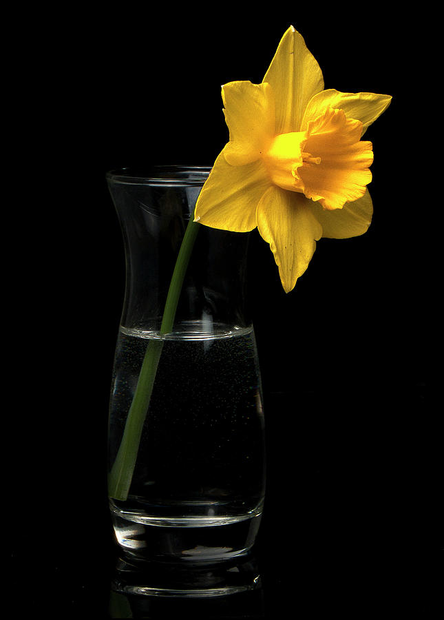  Daffodil Photograph by Ron Roberts