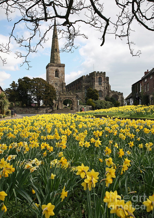  Daffodils on the Village Green Astbury Cheshire England Photograph by John Keates