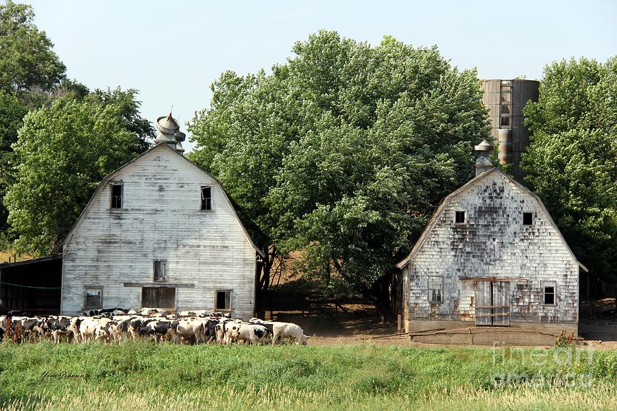  Dairy farm with twin Barns Photograph by Yumi Johnson